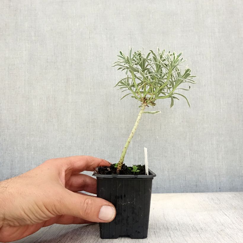 Example of Euphorbia characias Glacier Blue - Palisaden-Wolfsmilch Kleine Töpfe von 8/9 cm as you get in automne