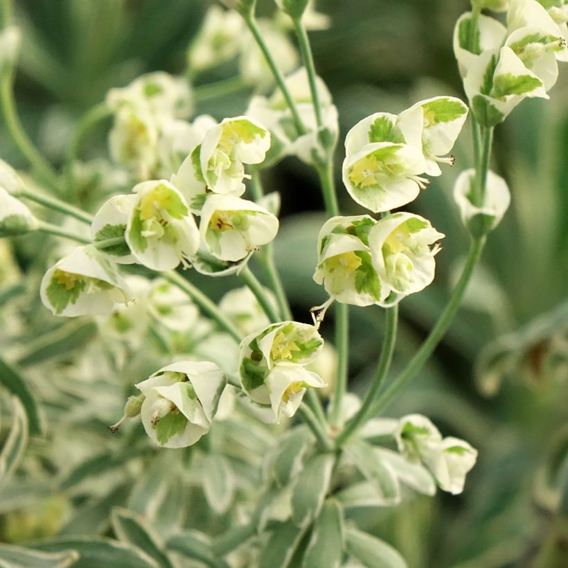 Euphorbia characias Glacier Blue - Palisaden-Wolfsmilch (Flowering)