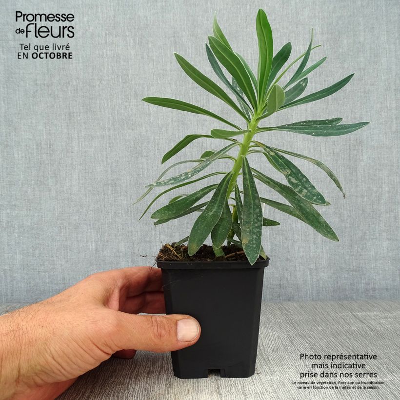 Example of Euphorbia characias Humpty Dumpty - Palisaden-Wolfsmilch Kleine Töpfe von 8/9 cm as you get in automne