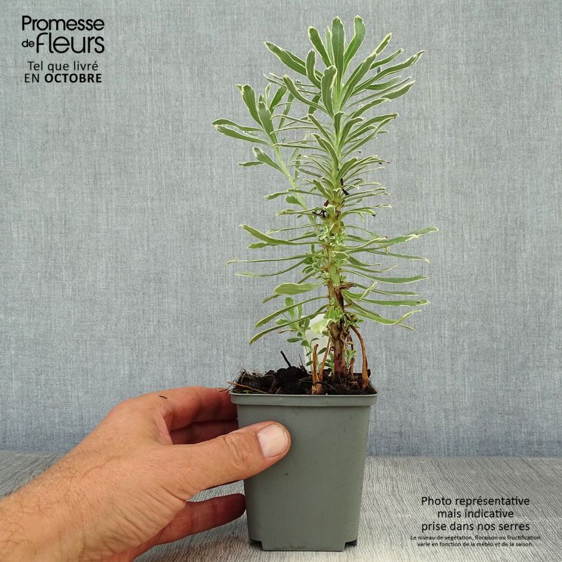 Example of Euphorbia characias Wilcott - Palisaden-Wolfsmilch Kleine Töpfe von 8/9 cm as you get in automne