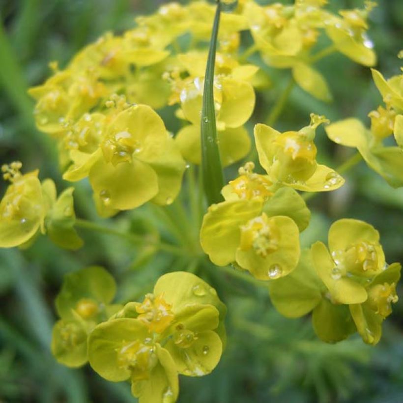 Euphorbia cyparissias - Zypressen-Wolfsmilch (Flowering)