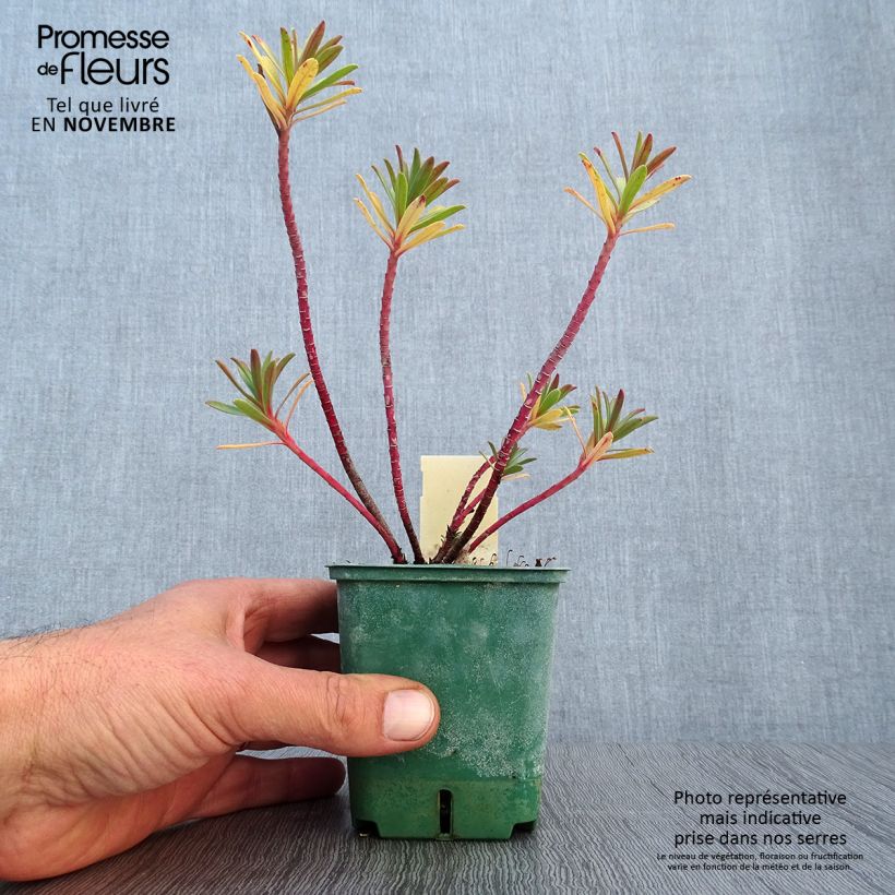 Example of Euphorbia nicaeensis - Nizza-Wolfsmilch Kleine Töpfe von 8/9 cm as you get in automne