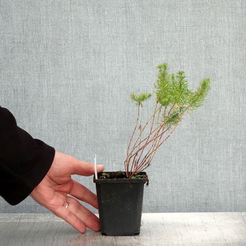 Example of Euphorbia cyparissias - Zypressen-Wolfsmilch Kleine Töpfe von 8/9 cm as you get in automne