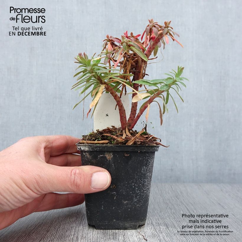 Example of Euphorbia pseudovirgata Redwing - Wolfsmilch Kleine Töpfe von 8/9 cm as you get in automne