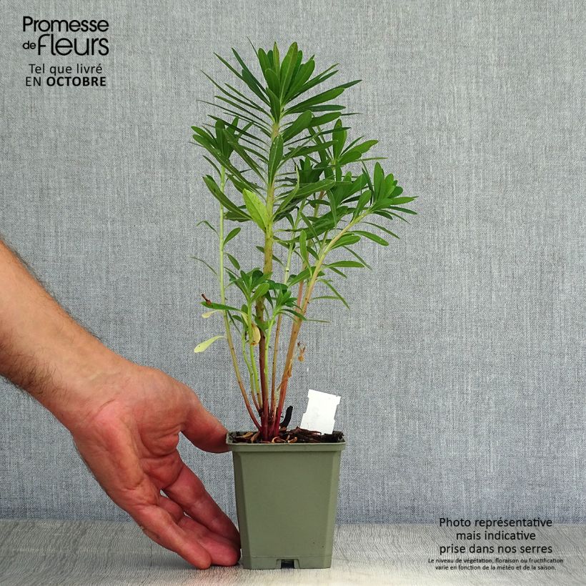 Example of Euphorbia martinii - Busch-Wolfsmilch Kleine Töpfe von 8/9 cm as you get in automne