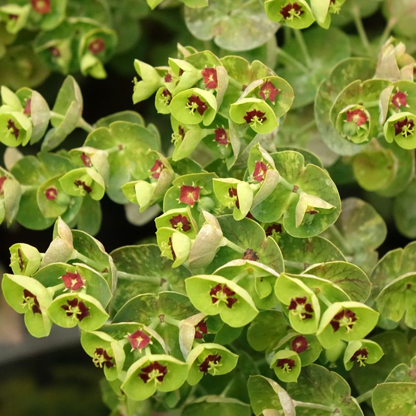 Euphorbia martinii - Busch-Wolfsmilch (Flowering)