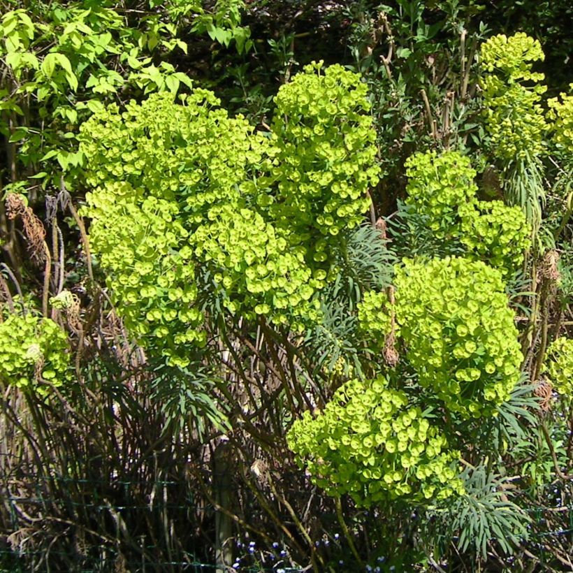 Euphorbia characias - Palisaden-Wolfsmilch (Flowering)