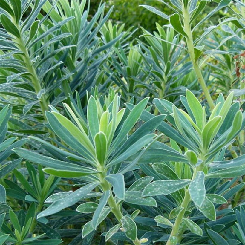 Euphorbia characias - Palisaden-Wolfsmilch (Foliage)