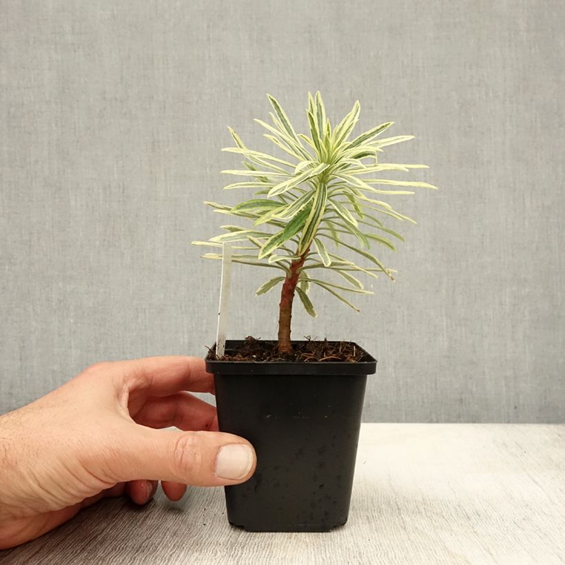 Example of Euphorbia characias Emmer Green - Palisaden-Wolfsmilch Kleine Töpfe von 8/9 cm as you get in automne