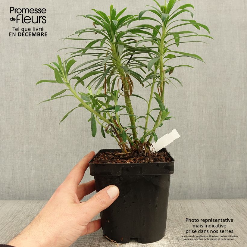 Example of Euphorbia characias - Palisaden-Wolfsmilch Topf mit 2L/3L as you get in automne