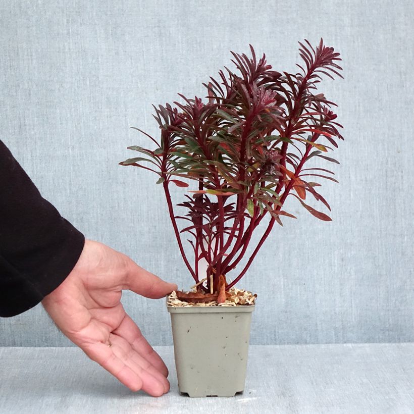 Exemplar von Euphorbia characias Miners Merlot - Palisaden-Wolfsmilch Kleine Töpfe von 8/9 cm wie im Herbst geliefert