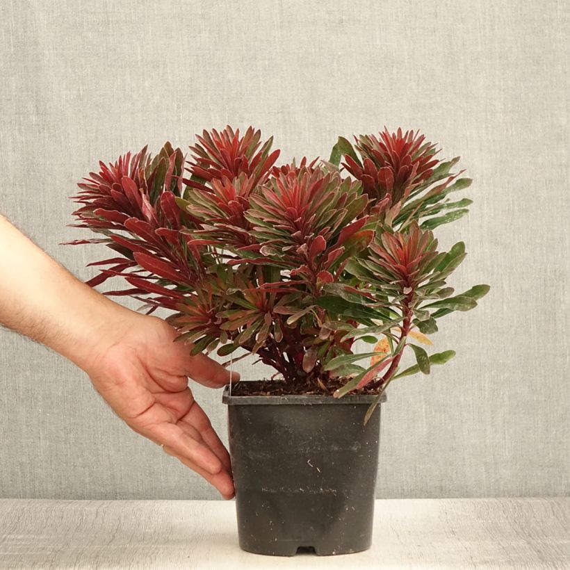 Example of Euphorbia characias Miners Merlot - Palisaden-Wolfsmilch Topf mit 1L/1,5L as you get in ete