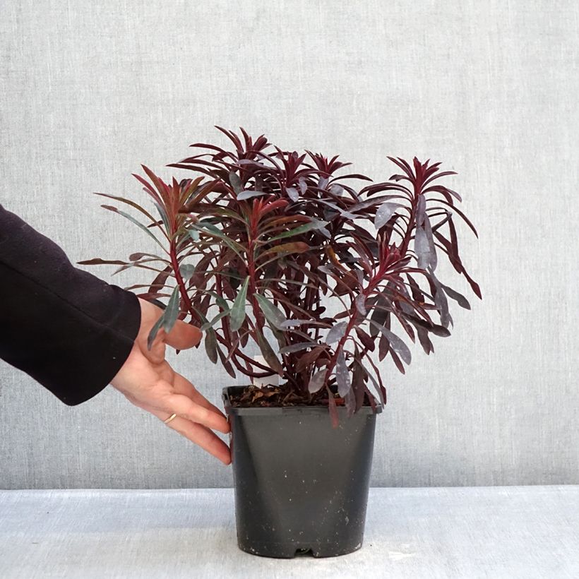 Exemplar von Euphorbia characias Miners Merlot - Palisaden-Wolfsmilch Topf mit 1L/1,5L wie im Winter geliefert