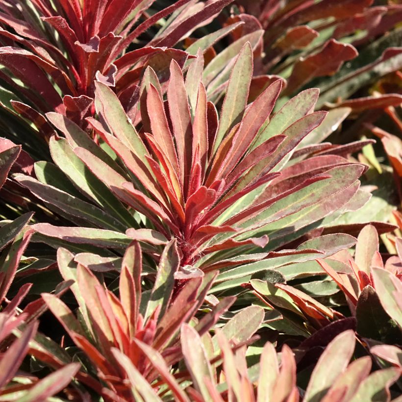 Euphorbia characias Miners Merlot - Palisaden-Wolfsmilch (Foliage)