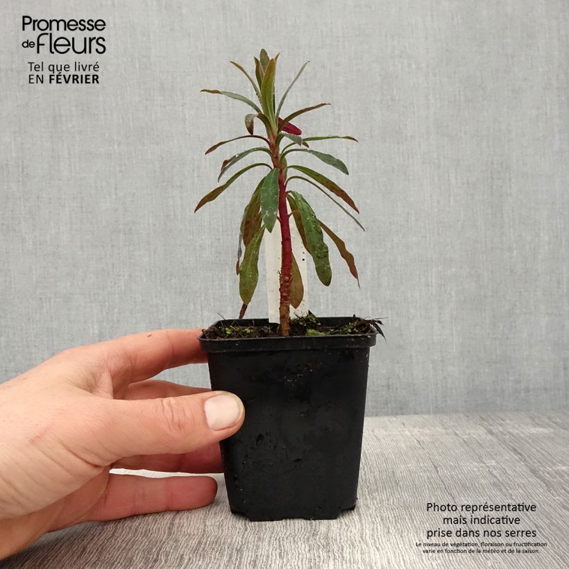 Example of Euphorbia characias Purple and Gold - Palisaden-Wolfsmilch Kleine Töpfe von 8/9 cm as you get in hiver