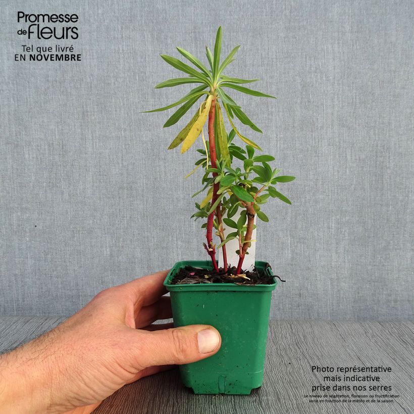 Example of Euphorbia characias subsp. characias ssp. characias - Palisaden-Wolfsmilch Kleine Töpfe von 8/9 cm as you get in automne