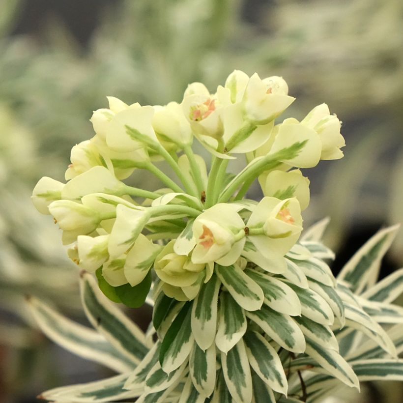 Euphorbia characias Tasmanian tiger - Palisaden-Wolfsmilch (Flowering)