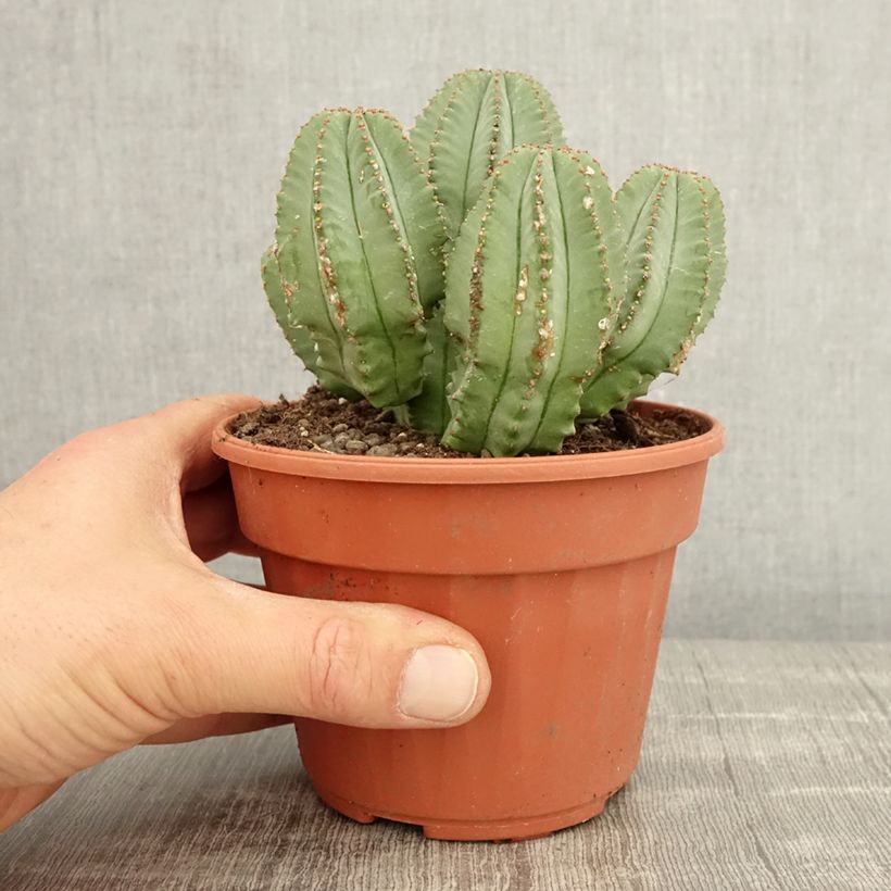 Example of Euphorbia glauca - Wolfsmilch Topf 12 cm / 13 cm as you get in printemps