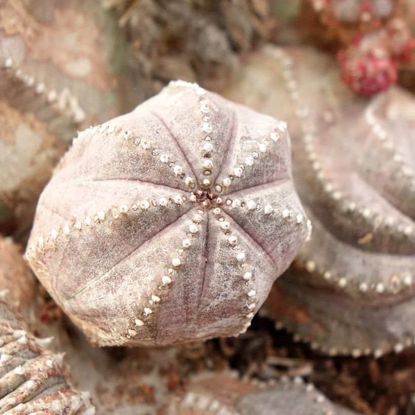 Euphorbia globosa (Laub)