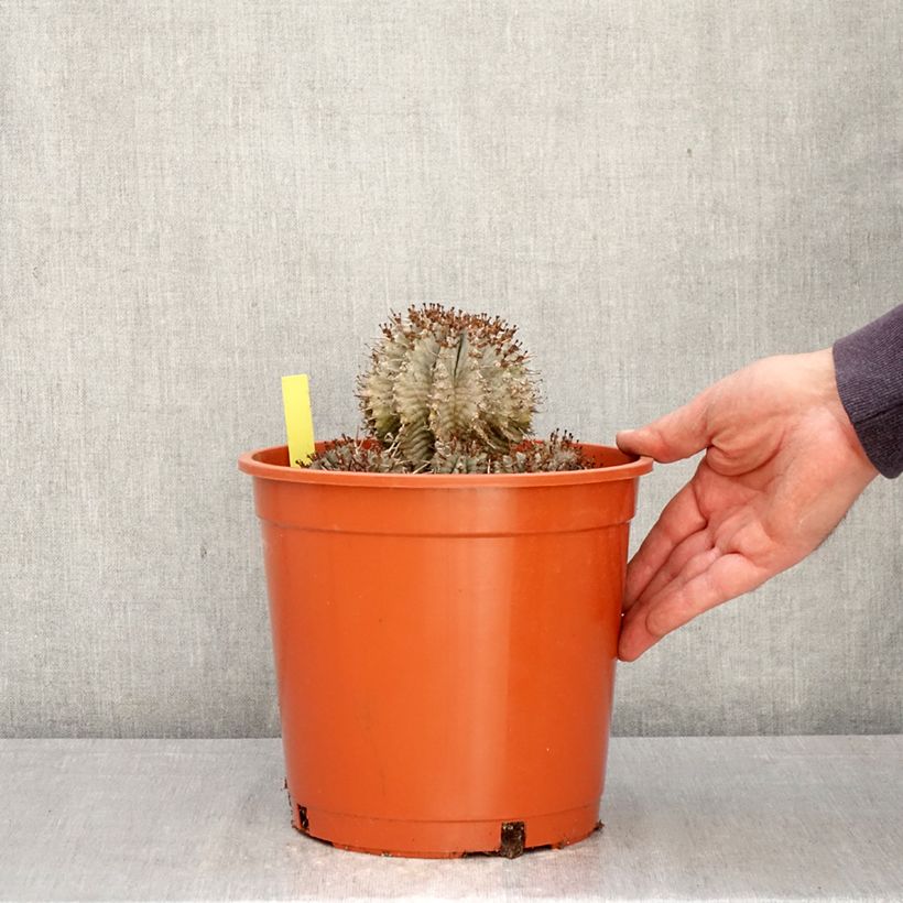 Exemplar von Euphorbia horrida Alba Topf mit 4L/5L wie im Frühjahr geliefert