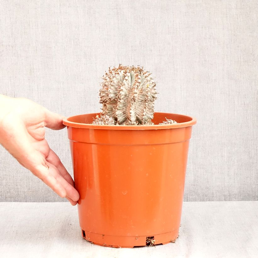 Exemplar von Euphorbia horrida Alba Topf mit 4L/5L wie im Sommer geliefert