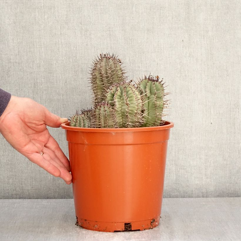 Exemplar von Euphorbia horrida Topf mit 4L/5L wie im Frühjahr geliefert