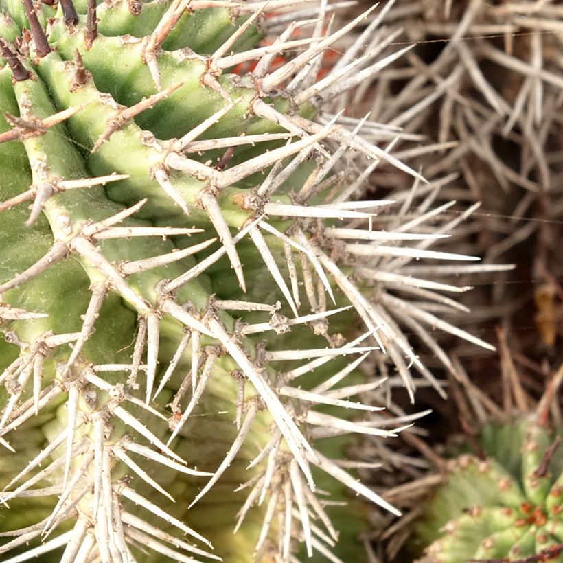 Euphorbia horrida (Laub)