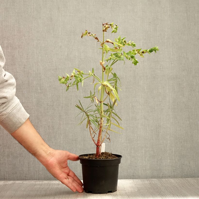 Example of Euphorbia lathyris - Kreuzblättrige Wolfsmilch Topf mit 2L/3L as you get in automne