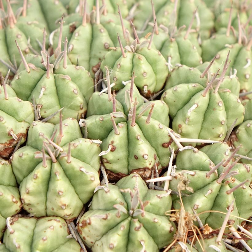 Euphorbia meloformis (Laub)