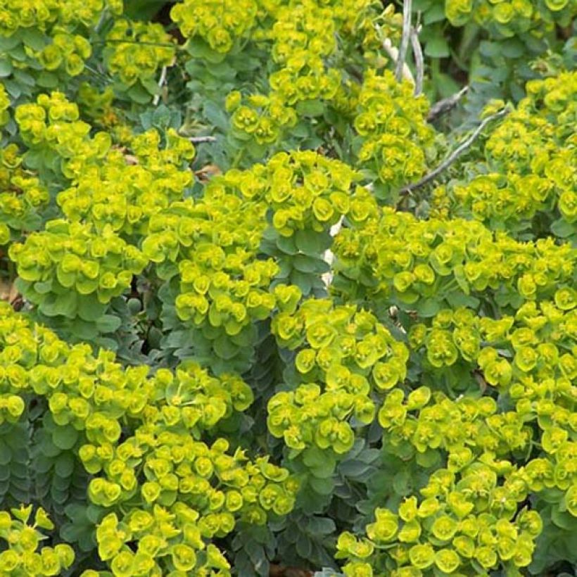 Euphorbia myrsinites - Blaugrüne Wolfsmilch (Plant habit)