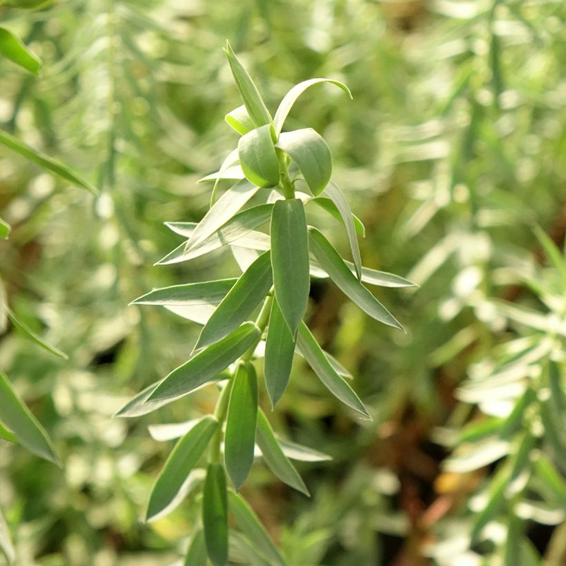 Euphorbia pithyusa subsp. cupanii Ponte Leccia - Sardische Wolfsmilch (Foliage)