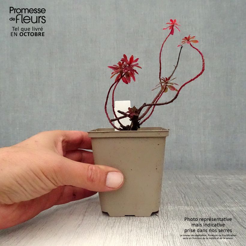 Example of Euphorbia polychroma Bonfire - Gold-Wolfsmilch Kleine Töpfe von 8/9 cm as you get in automne