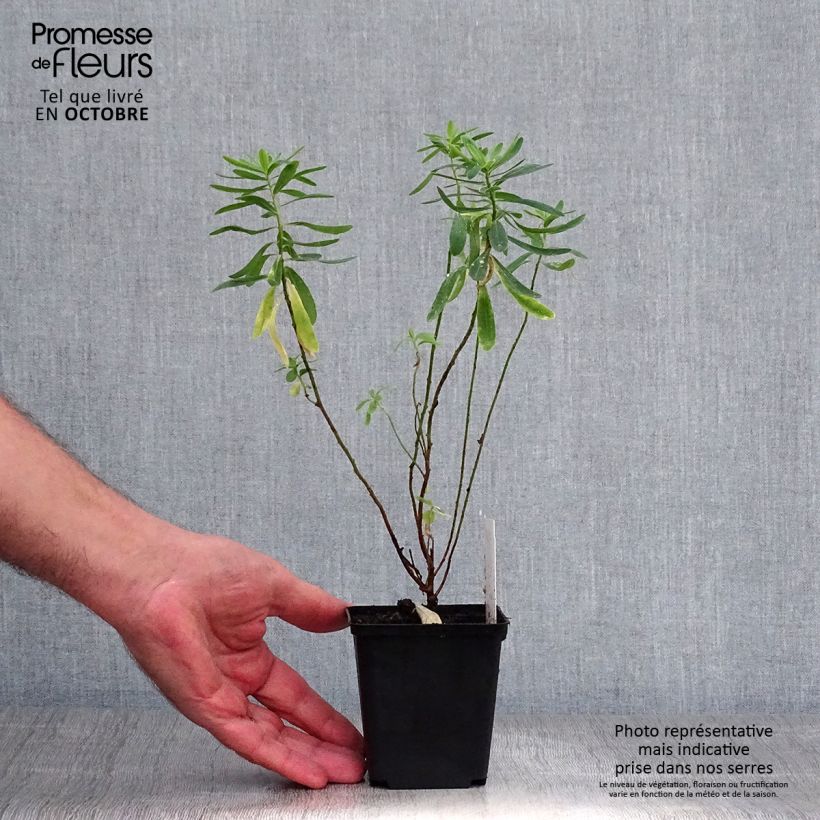 Example of Euphorbia polychroma - Gold-Wolfsmilch Kleine Töpfe von 8/9 cm as you get in automne