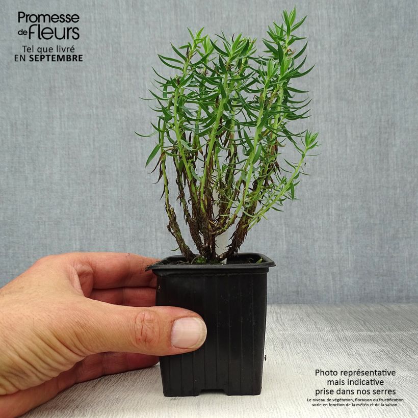 Example of Euphorbia pithyusa - Pithyusen-Wolfsmilch Kleine Töpfe von 8/9 cm as you get in automne