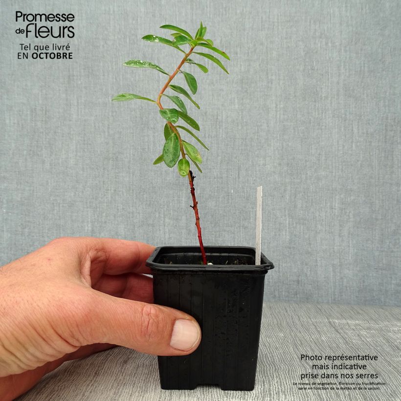 Example of Euphorbia schillingii - Wolfsmilch Kleine Töpfe von 8/9 cm as you get in automne