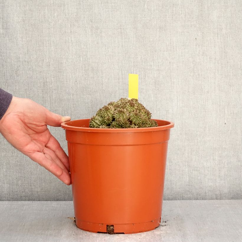Exemplar von Euphorbia suzannae Topf mit 4L/5L wie im Frühjahr geliefert