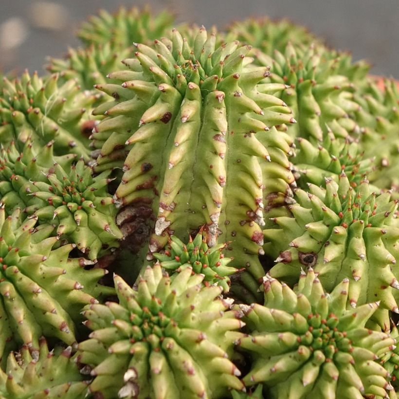 Euphorbia suzannae (Laub)