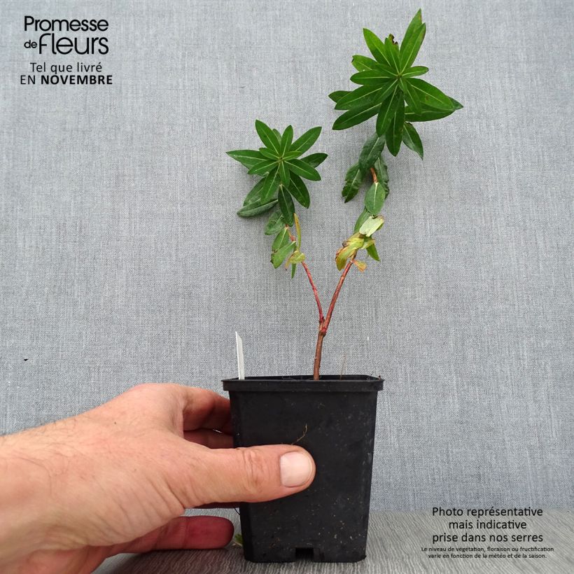 Example of Euphorbia wallichii - Wallichs Wolfsmilch Kleine Töpfe von 8/9 cm as you get in automne