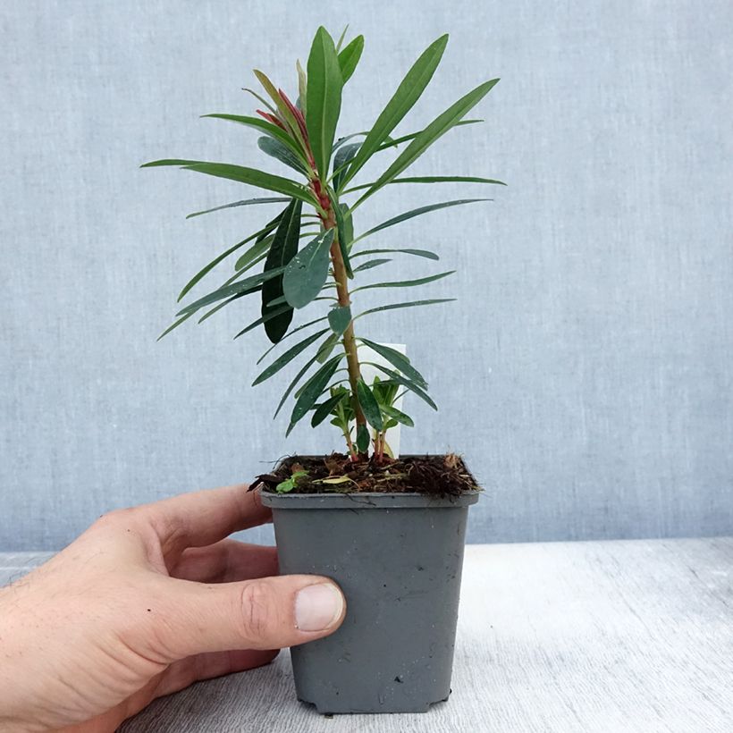 Example of Euphorbia martinii Baby Charm - Busch-Wolfsmilch Kleine Töpfe von 8/9 cm as you get in automne