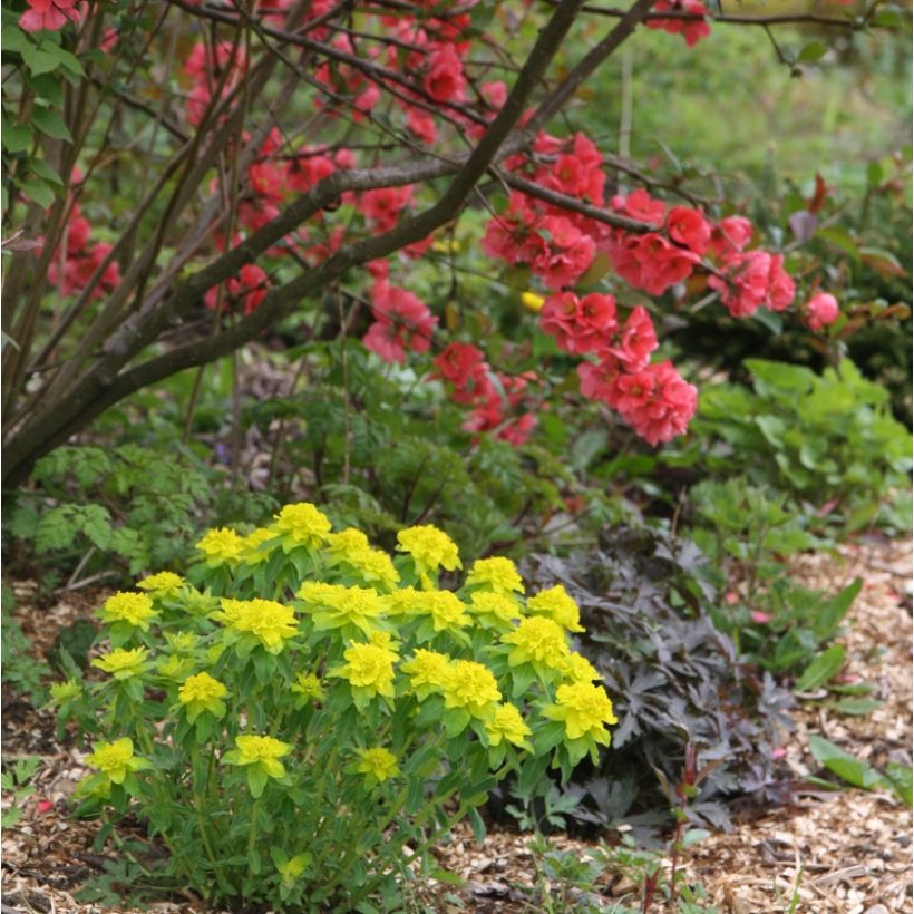 Euphorbia polychroma - Gold-Wolfsmilch (Plant habit)