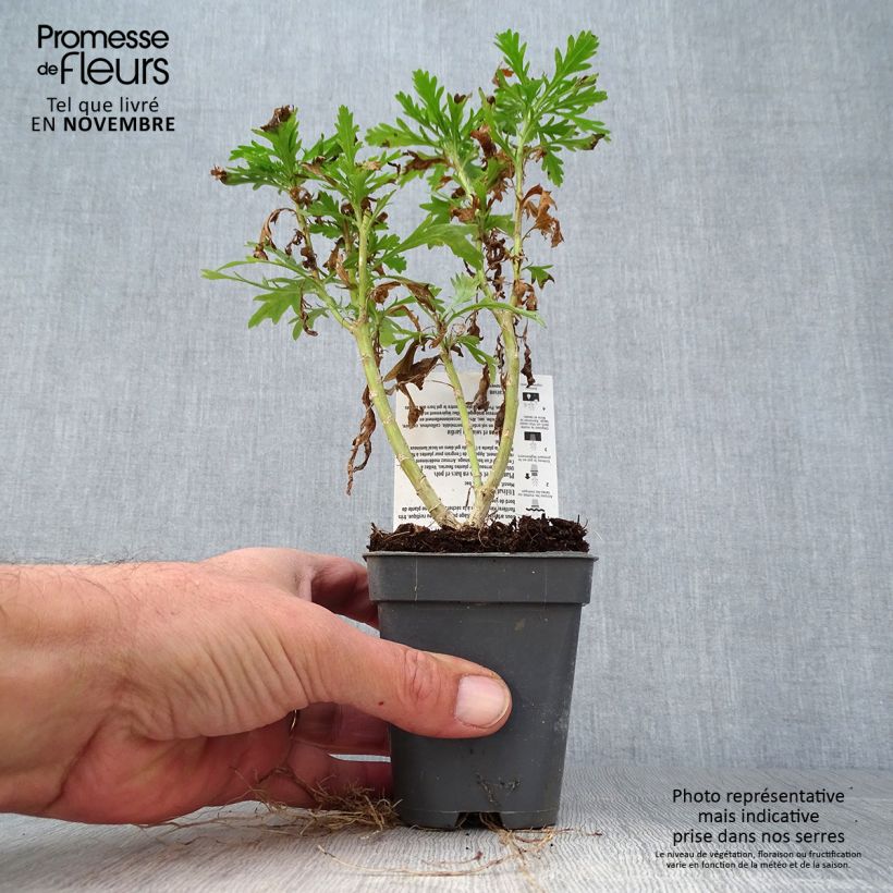 Example of Euryops chrysanthemoides Sonnenschein - Goldmargerite Kleine Töpfe von 8/9 cm as you get in automne