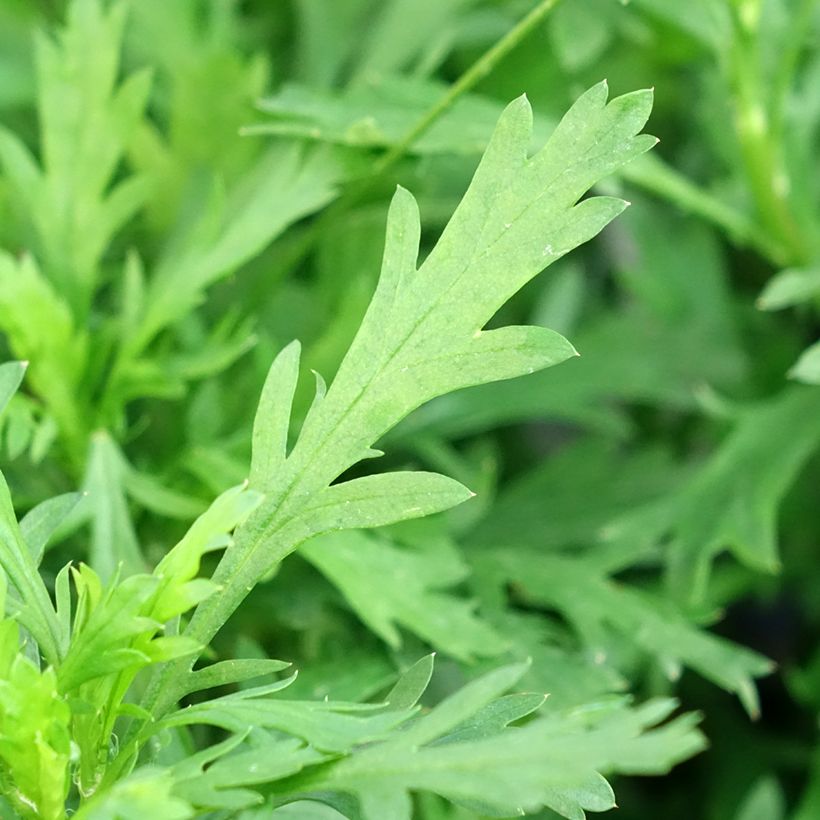 Euryops chrysanthemoides Sonnenschein - Goldmargerite (Foliage)