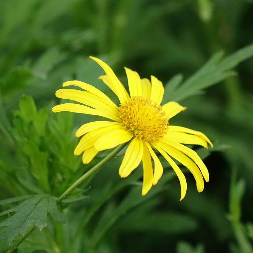 Euryops chrysanthemoides Sonnenschein - Goldmargerite (Flowering)
