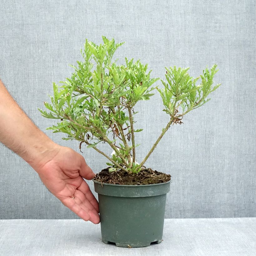 Example of Euryops evansii  Topf mit 2L/3L as you get in ete