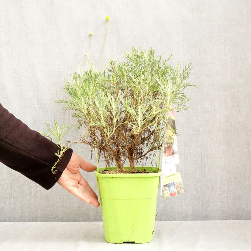 Exemplar von Euryops Infinity - Goldmargerite Topf mit 4L/5L wie im Herbst geliefert