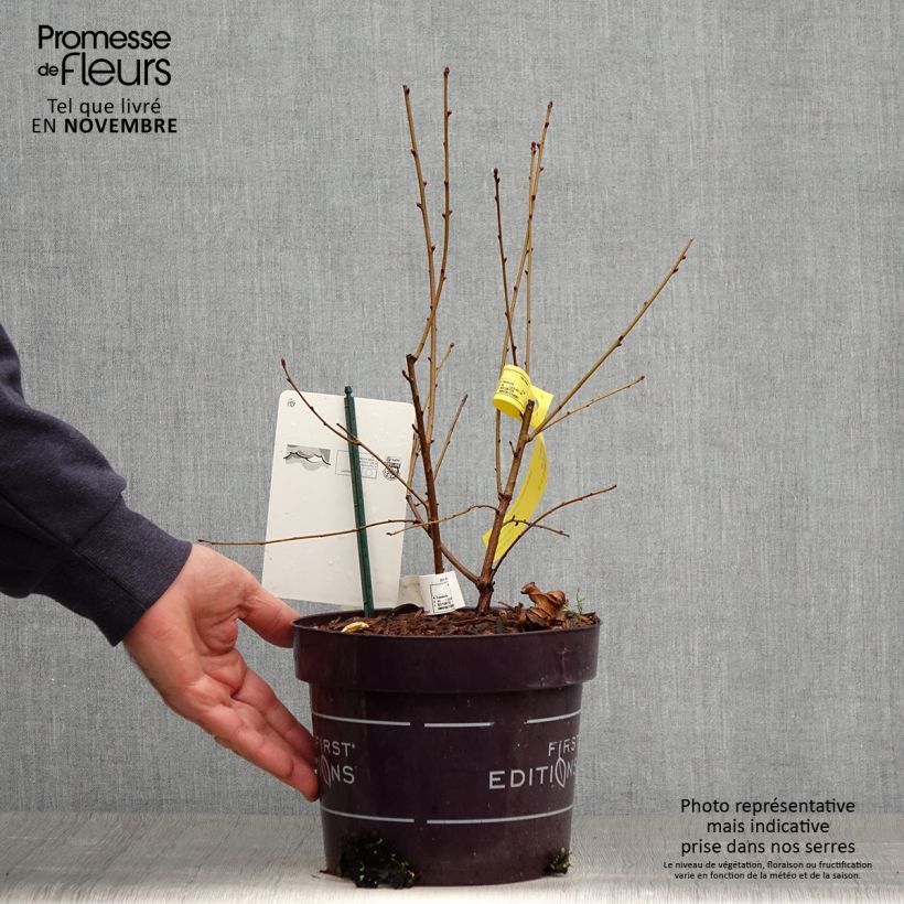 Example of Prunkspiere Lotus Moon - Exochorda macrantha Topf mit 3L/4L as you get in automne