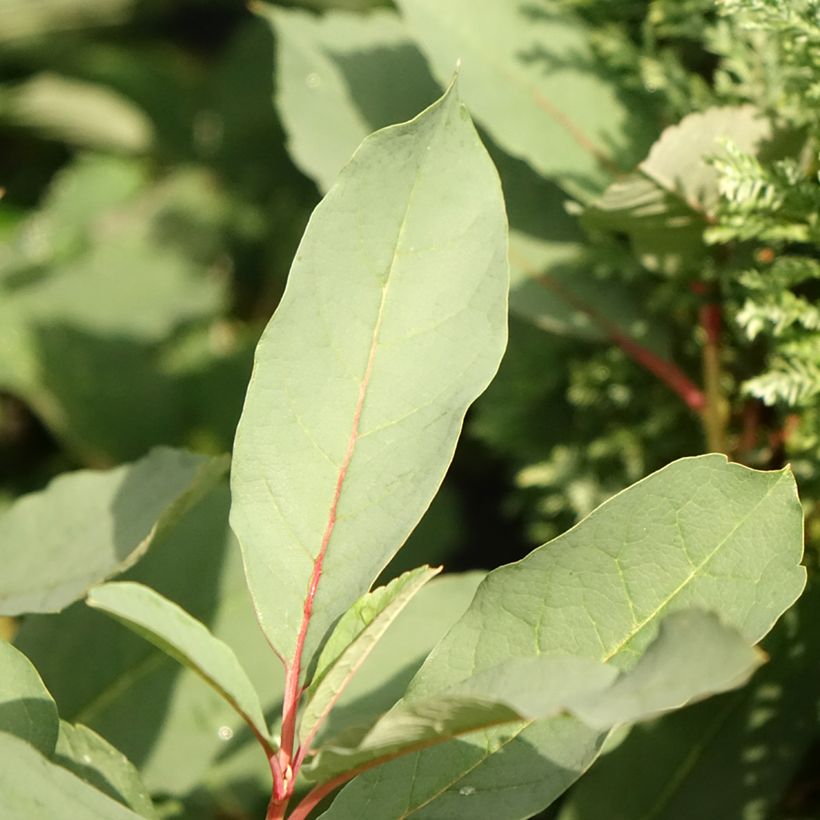 Prunkspiere Lotus Moon - Exochorda macrantha (Foliage)