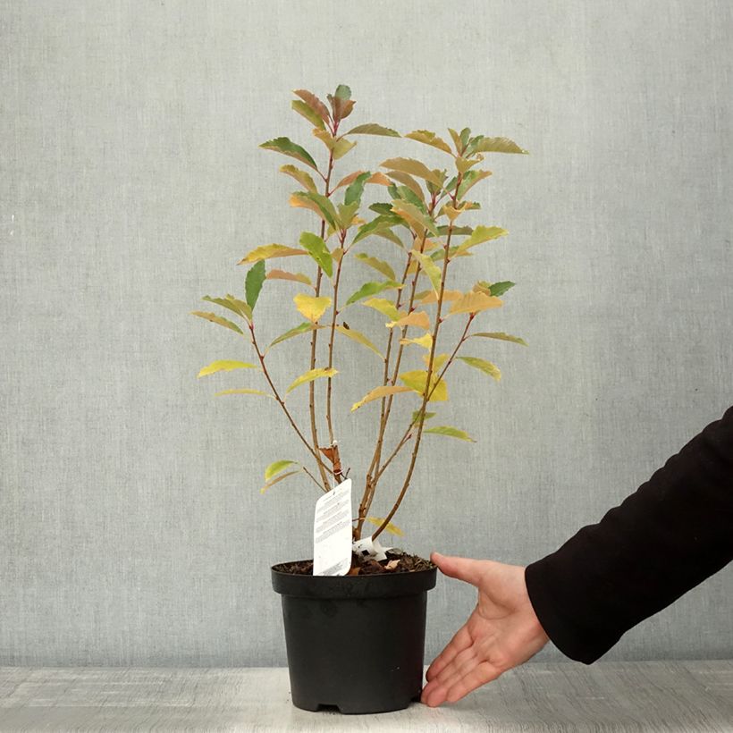 Example of Prunkspiere Blushing Pearl - Exochorda racemosa Topf mit 3L/4L as you get in automne
