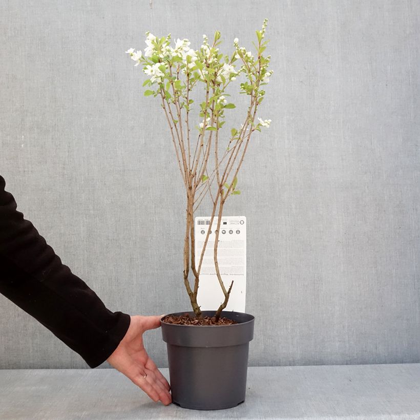 Example of Prunkspiere Magical Springtime - Exochorda racemosa Topf mit 2L/3L as you get in hiver