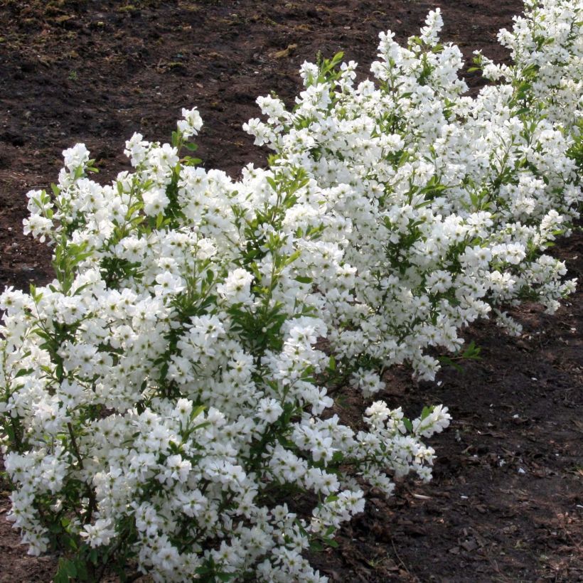 Prunkspiere Niagara - Exochorda racemosa (Plant habit)